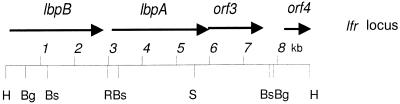 FIG. 1