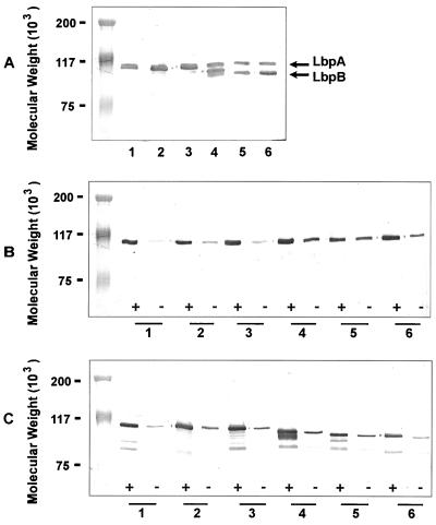 FIG. 8