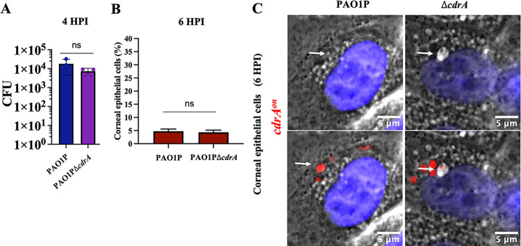 FIG 2