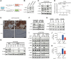 Figure 1. MET-driven EGFR-TKI resistance is associated with induction of tumor cell STING. A, Schematic of EGFR-TKI–resistant cell lines and resistance mechanism using HCC827 cells. B, Immunoblot (IB) of the indicated proteins in HCC827, HCC827GR6, and HCC827EPR cell lines. C, IB of indicated proteins HCC827GR6 cell lines treated with 1 μmol/L osimertinib (OSI) and 1 μmol/L savolitinib (SAVO) for 72 hours. D, Gene expression correlation between MET and STING in EGFR-mutated lung cancer cell lines using CCLE. R squared and P values were calculated using Pearson correlation. E, Representative cMET and STING IHC images of EGFR-mutated PDX samples. F, IB of indicated proteins in HCC827GR6 or DFCI-202 cell lines with Scr or MET sgRNA. G, IB of single-cell cloning using HCC827GR6 cells with Scr or MET sgRNA. H, IB of the indicated proteins in overexpressing of MET in HCC827, H1975, and HCC4006 cell lines. I, IB of the indicated proteins in HCC827GR6 cells with Scramble (Scr) or MET sgRNA or STING sgRNA, and treated ± 1 μg/mL poly (dA:dT) for 4 hours. J and K, ELISA of human CXCL10 levels in CM derived from HCC827GR6 cells with Scr or MET sgRNA or STING sgRNA, and treated ± 1μg/mL poly (dA:dT) for 24 hours.