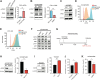 Figure 5. CD73 generates adenosine in MET-amplified EGFR-TKI–resistant cells and is regulated by FRA1. A and B, IB of the phospho- and total FRA1 proteins or qRT-PCR of FRA1 in HCC827 and HCC827GR6 cell lines or HCC827GR6 cell lines with Scr or MET sgRNA. Mean ± SEM of n = 3 biological replicates shown (unpaired two-tailed Student t test). C, IB of indicated proteins in HCC827 cells overexpressing LUC or FRA1. D and E, CD73 expression on HCC827GR6 or DFCI-202 cells with Scr or FRA1 sgRNA. F, IB of indicated proteins HCC827GR6 cell lines treated with indicated compounds for 48 hours. OSI: osimertinib, SAVO: savolitinib, TRAM: trametinib. G, Adenosine assay protocol using Adenosine Assay Kit (Abcam, catalog no. ab211094). H, IB of indicated proteins in HCC827GR6 cells with Scr or CD73 sgRNA. Adenosine levels in CM derived from HCC827GR6 cells with Scr or CD73 sgRNA for 72 hours. Mean ± SEM of n = 3 biological replicates shown (unpaired two-tailed Student t test). I, IB of indicated proteins in HCC827 cells overexpressing LUC or CD73. Adenosine levels in CM derived from HCC827 cells overexpressing LUC or CD73 for 72 hours. Mean ± SEM of n = 3 biological replicates shown (unpaired two-tailed Student t test). J, Adenosine levels in CM derived from HCC827 or HCC827GR6 cells for 72 hours. Mean ± SEM of n = 3 biological replicates shown (unpaired two-tailed Student t test). K, Adenosine levels in CM derived from HCC827GR6 cells with Scr or MET sgRNA for 72 hours. Mean ± SEM of n = 3 biological replicates shown (unpaired two-tailed Student t test).