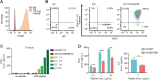 Figure 2. Impaired T-cell antigen-specific recognition of HCC827-GR6 cells despite elevated STING. A, TCRαβ expression on J76 cells transduced with or without LMP2B TCR. B, HLA-A*11:01 Tetramer and CD45 expression on J76 cells transduced with or without LMP2B TCR. C, ELISA of human IFNγ levels in CM derived from HCC827 cells with J76 cells transduced with LMP2B TCR for 72 hours, and pretreated ± 10 μg/mL peptides (SSCSSCPLSK) for 3 hours. Each data represents one experiment. D, ELISA of human IFNγ levels in CM derived from HCC827 or HCC827GR6 cells with J76 cells transduced with LMP2B TCR for 72 hours, and pretreated ± 0.1, 1, 10μg/mL peptides (SSCSSCPLSK) for 3 hours. Mean ± SEM of n = 2 biological replicates shown (unpaired two-tailed Student t test; left). ELISA of human IL2 levels in CM derived from HCC827 or HCC827GR6 cells with J76 cells transduced with LMP2B TCR for 72 hours, and pretreated ±1 μg/mL peptides (SSCSSCPLSK) for 3 hours. Mean ± SEM of n = 3 biological replicates shown (unpaired two-tailed Student t test; right).