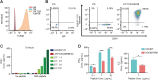 Figure 2. Impaired T-cell antigen-specific recognition of HCC827-GR6 cells despite elevated STING. A, TCRαβ expression on J76 cells transduced with or without LMP2B TCR. B, HLA-A*11:01 Tetramer and CD45 expression on J76 cells transduced with or without LMP2B TCR. C, ELISA of human IFNγ levels in CM derived from HCC827 cells with J76 cells transduced with LMP2B TCR for 72 hours, and pretreated ± 10 μg/mL peptides (SSCSSCPLSK) for 3 hours. Each data represents one experiment. D, ELISA of human IFNγ levels in CM derived from HCC827 or HCC827GR6 cells with J76 cells transduced with LMP2B TCR for 72 hours, and pretreated ± 0.1, 1, 10μg/mL peptides (SSCSSCPLSK) for 3 hours. Mean ± SEM of n = 2 biological replicates shown (unpaired two-tailed Student t test; left). ELISA of human IL2 levels in CM derived from HCC827 or HCC827GR6 cells with J76 cells transduced with LMP2B TCR for 72 hours, and pretreated ±1 μg/mL peptides (SSCSSCPLSK) for 3 hours. Mean ± SEM of n = 3 biological replicates shown (unpaired two-tailed Student t test; right).