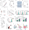 Figure 7. PEM-induced immunogenicity is restrained by CD73. A, Tumor volume of HCC827GR6 cells with Scramble (Scr) or CD73sgRNA using humanized murine model (n = 8 in each group). B, Frequency of CD8+ T cells infiltration among CD45+ cells in mouse tumors (n = 5 in each group). C and D, Representative CD8 IHC images and analysis from Scr or CD73sgRNA mouse tumors. Red arrows highlight intratumoral localization of CD8+ T cells. Scale bar, 100 μmol/L. E, Schematic of study with PEM in humanized murine HCC827GR6 cells models. F, Tumor volume of HCC827GR6 cells with Scramble (Scr) or CD73 sgRNA with PEM treatment in humanized murine model (n = 3 in each group). G and H, HLA-A,B,C expression on HCC827, HCC827GR6, and HCC827EPR cells treated ± PEM for 48 hours followed by 24 hours of drug-free. MFI: Mean fluorescence intensity. ΔMFI: (Pemetrexed-DMSO (dimethyl sulfoxide))/DMSO. Mean ± SEM of n = 5 biological replicates shown (unpaired two-tailed Student t test). I, CD73 expression on HCC827GR6 cells treated ± PEM for 48 hours followed by 24 hours of drug-free. J, Adenosine levels in CM derived from HCC827GR6 cell lines with Scr or CD73 sgRNA treated ± PEM for 48 hours for 72 hours. Mean ± SEM of n = 3 biological replicates shown (unpaired two-tailed Student t test). K, ELISA of human IFNγ and IL2 levels in CM derived from HCC827GR6 cells lines with Scr or CD73 sgRNA pretreated ± PEM for 48 hours with J76 cells transduced with LMP2B TCR for 72 hours, and pretreated ±1 μg/mL peptides (SSCSSCPLSK) for 3 hours. Mean ± SEM of n = 3 biological replicates shown (unpaired two-tailed Student t test). L, Schematic of treatment strategy on in MET-driven EGFR-TKI–resistant cells.