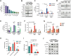 Figure 6. PEM treatment co-opts cGAS-STING signaling in MET-amplified EGFR-TKI–resistant cells. A, ELISA of human CXCL10 levels in CM in HCC827GR6 cells treated with indicated compounds. B, IB of the indicated proteins in HCC827GR6 cells with Scramble (Scr) or STING sgRNA, and treated ± PEM for 48 hours followed by 24 hours of drug-free. C, ELISA of human CXCL10 levels in CM in HCC827, HCC827GR6, and HCC827EPR cell lines with Scr or STING sgRNA, and treated ± PEM for 48 hours followed by 24 hours of drug-free. Mean ± SEM of n = 4 biological replicates shown (unpaired two-tailed Student t test). D and E, IB of the indicated proteins or ELISA of human CXCL10 levels in CM in HCC827, HCC827GR6, and HCC827EPR cells treated ± PEM or DOC for 48 hours followed by 24 hours of drug-free. F and G, qRT-PCR of human CXCL10 or human IFNB in HCC827, HCC827GR6, HCC827EPR cell lines treated ± PEM or DOC for 48 hours followed by 24 hours of drug-free. Mean ± SEM of n = 3 biological replicates shown (unpaired two-tailed Student t test). H, ELISA of human cGAMP levels in cell lysates derived from HCC827, HCC827GR6, HCC827EPR cells lines pretreated ± PEM for 48 hours followed by 24 hours of drug-free. I, ELISA of human cGAMP levels in cell lysates derived from HCC827GR6 cells lines with Scr or cGAS sgRNA pretreated ± PEM for 48 hours followed by 24 hours of drug-free. Mean ± SEM of n = 3 biological replicates shown (unpaired two-tailed Student t test). J, IB of indicated proteins in HCC827GR6 with Scr or cGAS sgRNA pretreated ± PEM for 48 hours followed by 24 hours of drug-free.