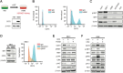 Figure 4. CD73 is regulated by oncogenic MET in lung cancer cells. A, H69/H69M HGF derived isogenic model and IB of CD73 at basal expression. B, Flow cytometry of CD73 in H69M at basal condition. Isotype control in red. C, IB of different lung cancer cell lines used in the study. Protein basal status are indicated. D, IB showing the levels of MET and CD73 in the EBC1 cells after MET KO targeting MET (#1KO). Scr, scramble control. ACTIN, total protein-loading control (up). Flow citometry assay of CD73 levels in the MET scr and KO EBC1 cells (down). E, IB of the indicated proteins in the cell lines after treatment with 0.1 μmol/L crizotinib (CRZ) and 30 nmol/L trametinib (TRAM). F, IB of the indicated proteins in the cell lines after treatment with 0.05 μmol/L HGF and 0.1 μmol/L crizotinib (CRZ).