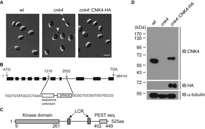 FIGURE 1: