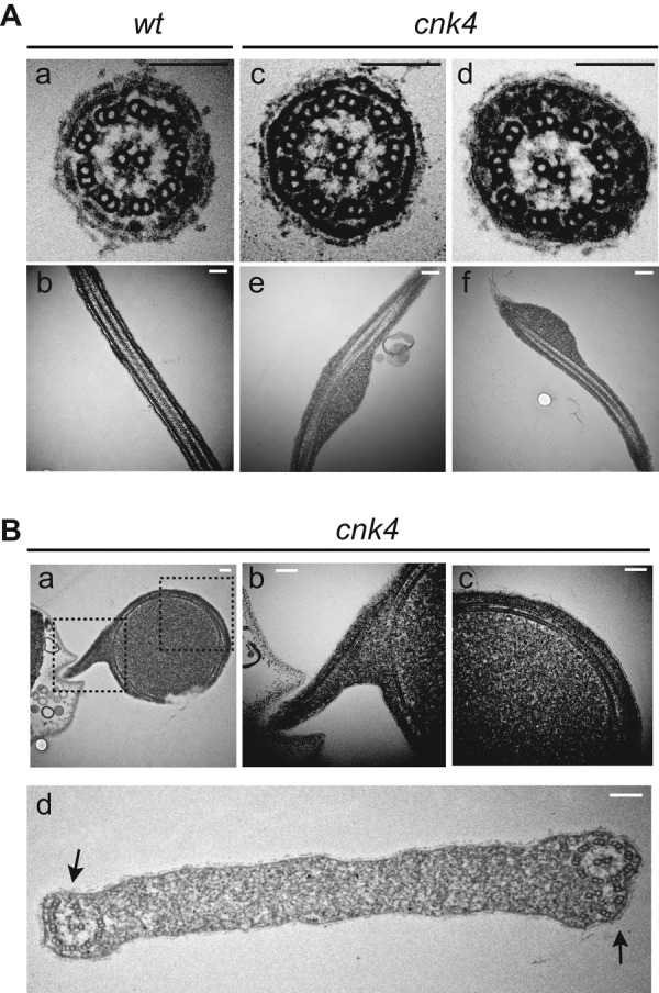 FIGURE 5: