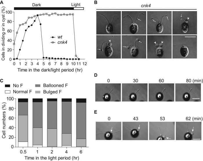 FIGURE 3: