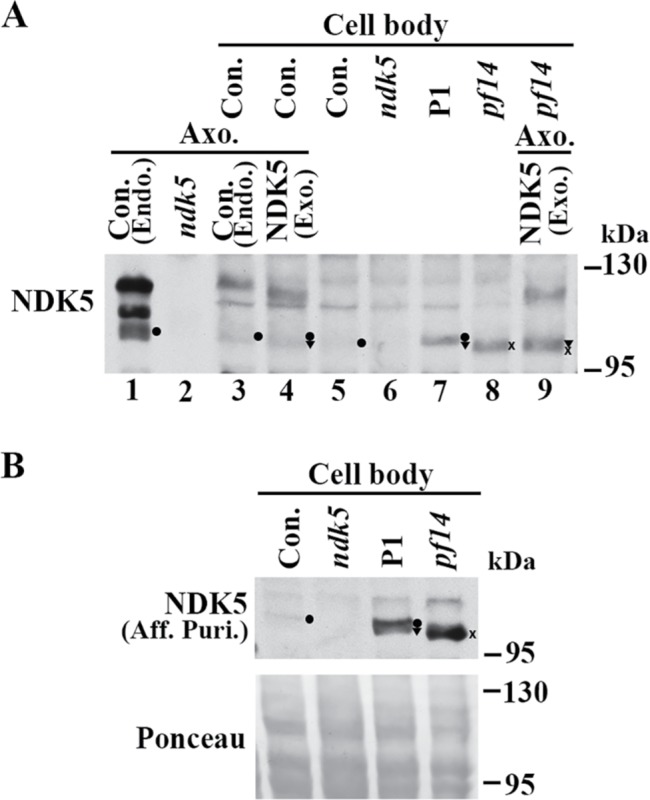 FIGURE 9: