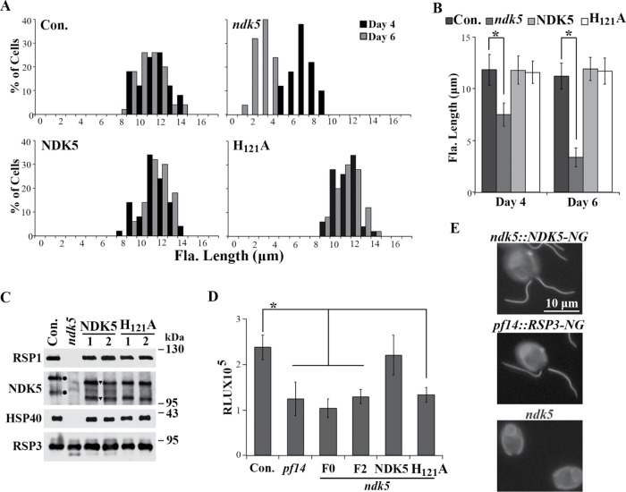 FIGURE 6: