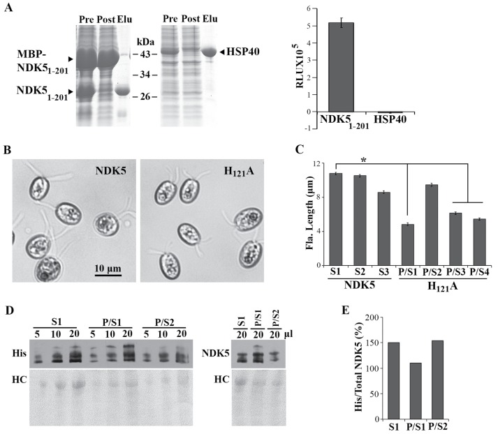 FIGURE 1: