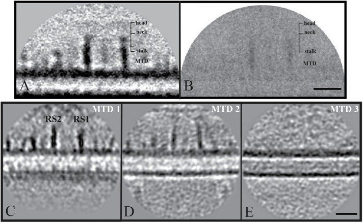 FIGURE 5: