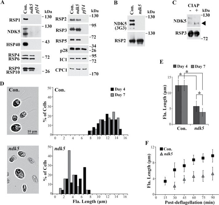 FIGURE 3: