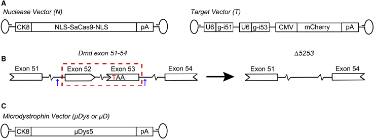 Figure 1