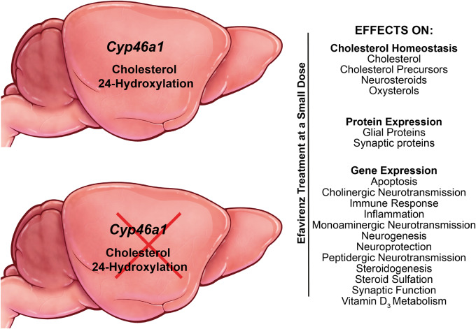 Graphical Abstract