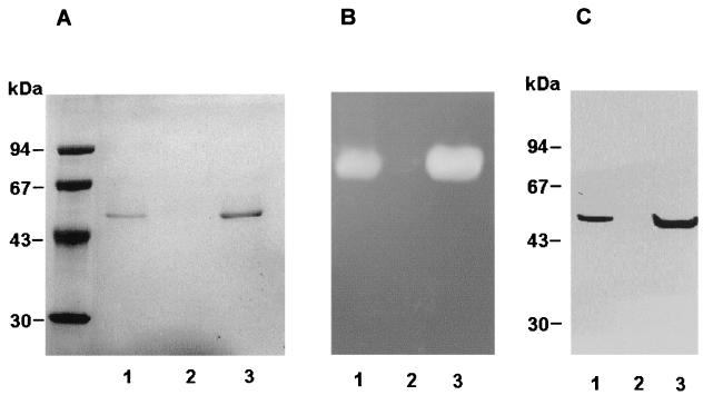 FIG. 5