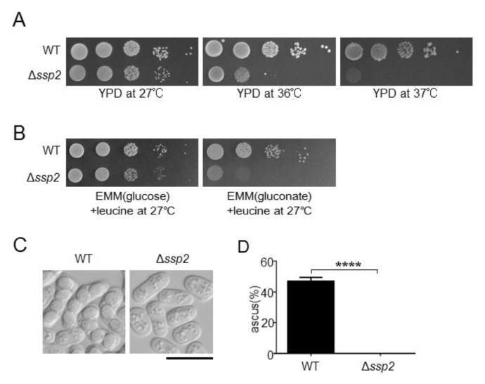 Genetic Interactions Among Ampk Catalytic Subunit Ssp2 And Glycogen