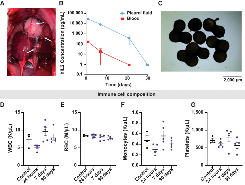 Figure 5. Evaluation of human IL2 kinetics in the rat pleura. A, Macroscopic image of the pleural cavity 24 hours post-implant. White arrows indicate RPE-hIL2. B, ELISA measurements of hIL2 concentration in the pleural cavity and blood at 24 hours, 7 days, 21 days, and 30 days post implant. C, Bright field images of capsules retrieved from the pleural cavity 30 days post implant. Image acquired at 2x magnification. D-G, plots of white blood cells, red blood cell, monocyte, and platelet concentration derived from complete blood count analysis at 24 hours, 7 days, and 30 days post implant (n = 5 per group). Values are compared to untreated controls. Differences in cell concentration were not significant across all groups. P values were acquired using one way ANOVA with Holm–Sidak method for multiple comparisons.