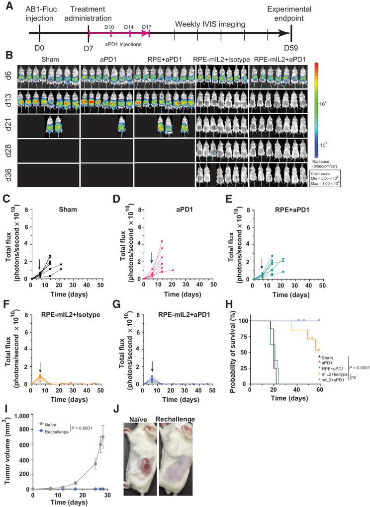 Figure 2. RPE-mIL2 improves therapeutic efficacy of aPD1. A, Schematic of the experimental timeline for tumor establishment, treatment administration, and IVIS imaging. B, Luminescent images tracking tumor burden over time. Subsequent to stratification, the image of each mouse was individually cropped and stitched to create a collage of each treatment group. C–G, Quantification of tumor burden for each treatment group (n = 7–8) represented by total flux (photons/second) plotted over time. Black arrows indicate the day of treatment administration. H, Survival curves plotted as percent survival over time beginning after tumor injection (n = 7–8). P value was determined by a comparison of survival curves by the log-rank (Mantel–Cox) test (ns = not significant). I, plot of subcutaneous tumor volume over time in naïve mice compared with RPE-mIL2+aPD1 treated mice. P values were acquired using one way ANOVA with Holm–Sidak method for multiple comparisons. J, Representative macroscopic images of the left flank 28 days post subcutaneous tumor injection. (Left; naïve, Right; RPE-mIL2+aPD1 treated).