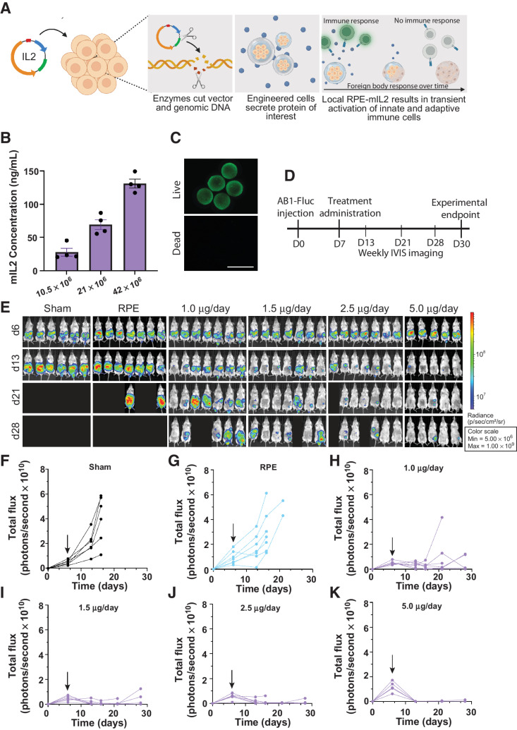 Figure 1. Dose response of RPE-mIL2 in a peritoneal model of malignant mesothelioma. A, Schematic demonstrating the development of RPE-mIL2 cells and encapsulation in hydrogel spheres. B, ELISA measurements of mIL2 in supernatant collected from capsules after 24 hours of in vitro culture C, Representative live/dead image of RPE-mIL2 cells encapsulated at 42e6 cells/mL in alginate. D, Schematic illustrating the experimental timeline for tumor establishment, treatment, and IVIS imaging. E, Luminescent images tracking AB1-FLuc tumor burden over time beginning at day 6 postinjection, and weekly until day 28 post injection. Subsequent to stratification, the image of each mouse was individually cropped and stitched to create a collage of each treatment group. F–K, Quantification of tumor burden for each treatment group (n = 5–7) represented by total flux (photons/second) plotted over time. Black arrows indicate the day of treatment administration.