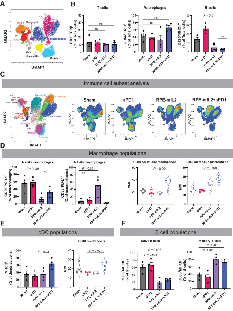 Figure 3. Alteration of immune composition after RPE-mIL2 or RPE-mIL2+aPD1 therapy. A, Immune atlas map. We performed CyTOF with single cell suspension obtained from peritoneal lavage fluid. The Uniform Manifold Approximation and Projection (UMAP) was applied for dimensional reduction with 1,000,000 cells (40,000/each experiment × 4 mice/group × 4 groups). B, Comparison of T cells, macrophages, and B cells across treatment groups (n = 4 per group). C, UMAP of specific immune cell subsets. RPE-mIL2 treatment and combination of aPD1 therapy with mIL2 led to dramatic changes in lymphocytes and myeloid cell compositions. D, Comparison of M1-like and M2-like macrophages across treatment groups. Expression of CD40 among M1-like or M2-like macrophages across treatment groups. E, Comparison of cDC cells across treatment groups. Expression of CD40 among cDC cells across treatment groups. F, Comparison of naïve and memory B cells across treatment groups. P values were acquired using one way ANOVA with Holm–Sidak method for multiple comparisons, ns = not significant.