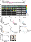 Figure 2. RPE-mIL2 improves therapeutic efficacy of aPD1. A, Schematic of the experimental timeline for tumor establishment, treatment administration, and IVIS imaging. B, Luminescent images tracking tumor burden over time. Subsequent to stratification, the image of each mouse was individually cropped and stitched to create a collage of each treatment group. C–G, Quantification of tumor burden for each treatment group (n = 7–8) represented by total flux (photons/second) plotted over time. Black arrows indicate the day of treatment administration. H, Survival curves plotted as percent survival over time beginning after tumor injection (n = 7–8). P value was determined by a comparison of survival curves by the log-rank (Mantel–Cox) test (ns = not significant). I, plot of subcutaneous tumor volume over time in naïve mice compared with RPE-mIL2+aPD1 treated mice. P values were acquired using one way ANOVA with Holm–Sidak method for multiple comparisons. J, Representative macroscopic images of the left flank 28 days post subcutaneous tumor injection. (Left; naïve, Right; RPE-mIL2+aPD1 treated).
