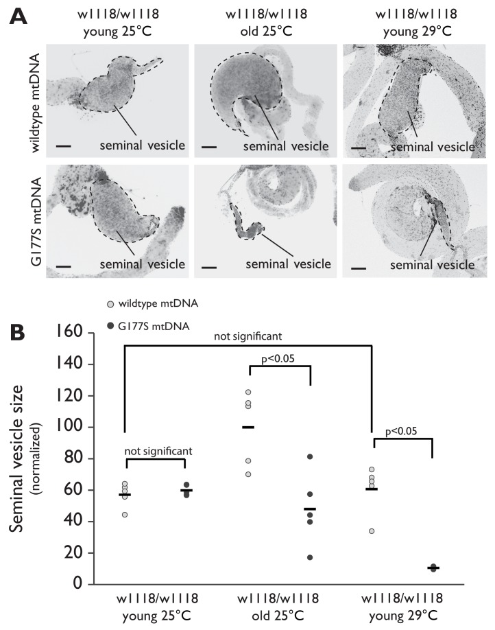 Figure 7—figure supplement 1.