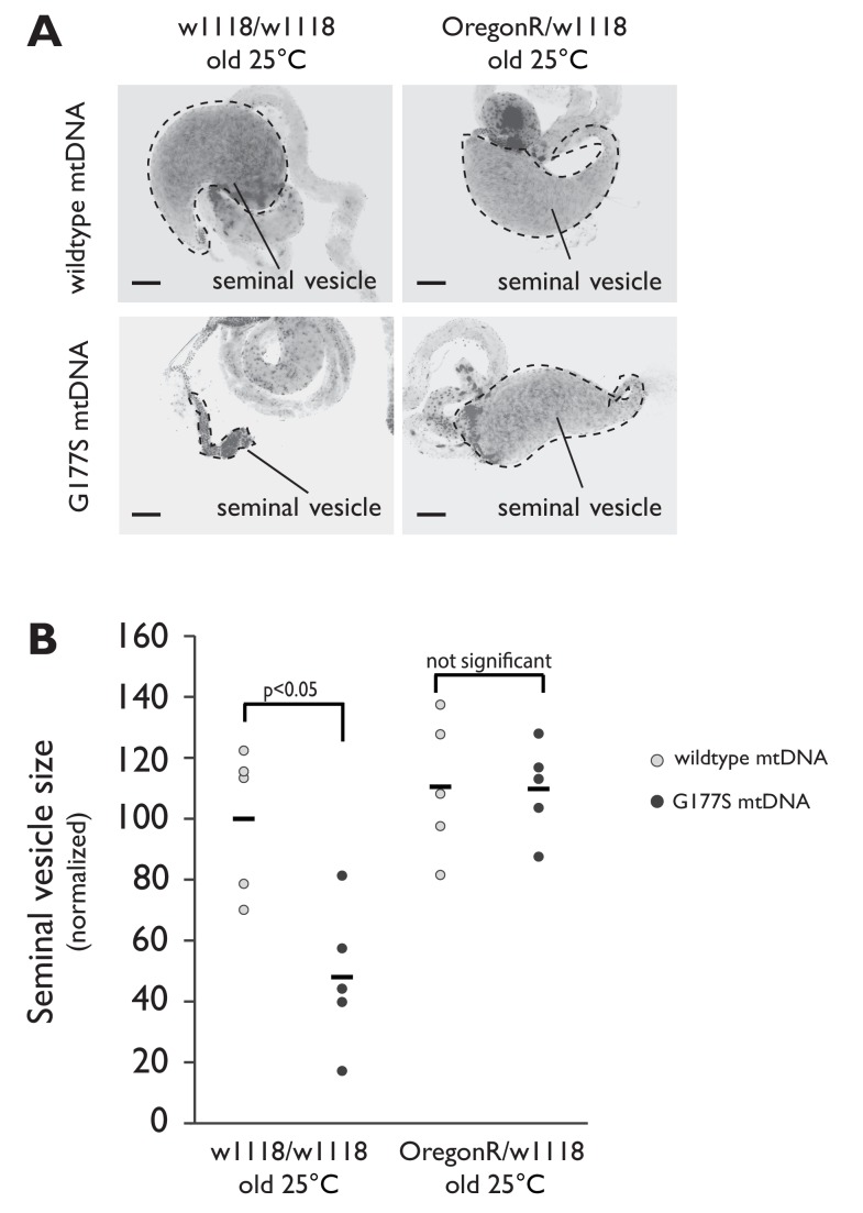 Figure 10—figure supplement 1.