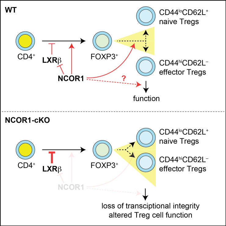 Figure 7—figure supplement 4.