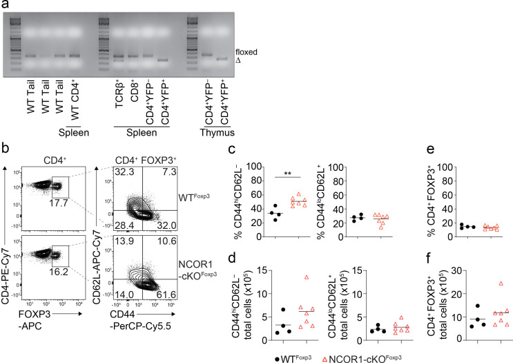 Figure 3—figure supplement 1.