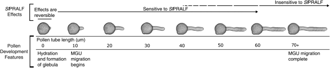 Figure 11.