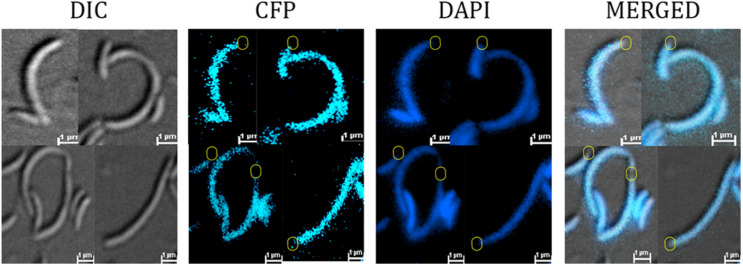 FIGURE 3