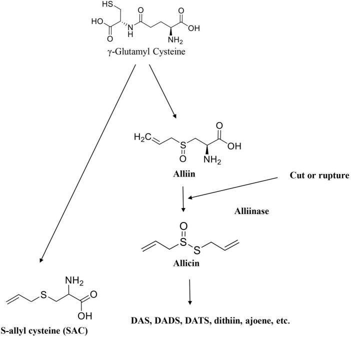 FIGURE 4