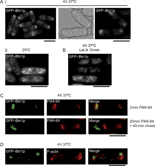 Figure 7: