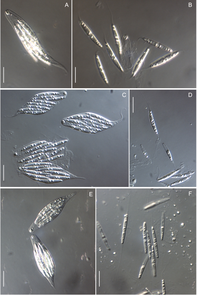 Fig. 10.