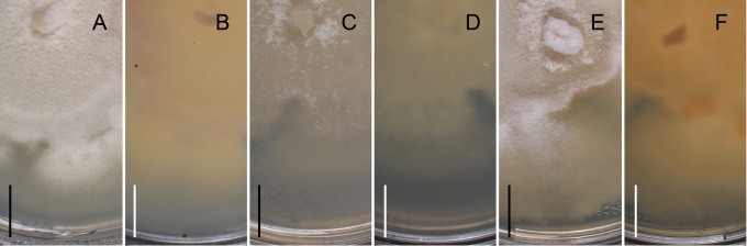 Fig. 20.