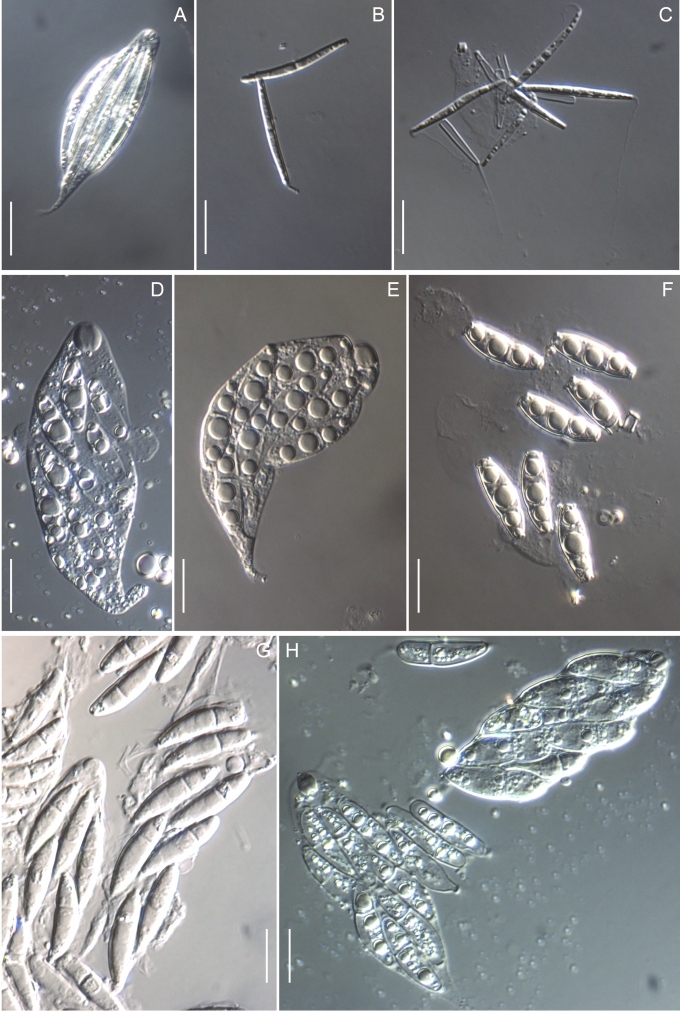 Fig. 6.