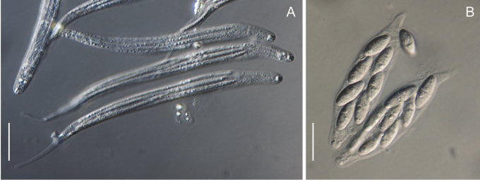 Fig. 41.