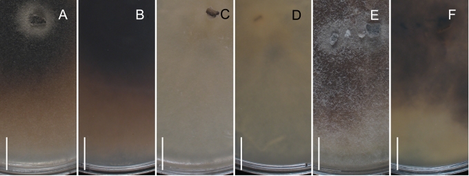 Fig. 23.