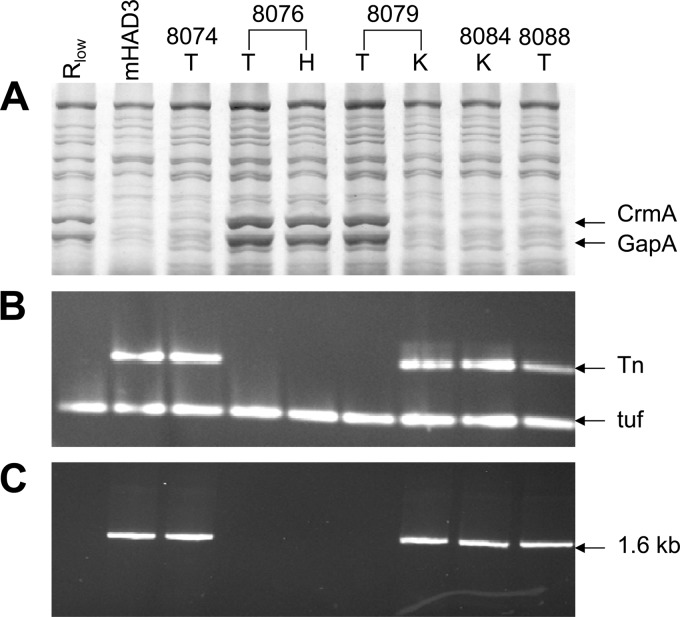 Fig 2