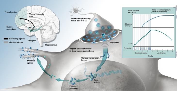 FROM THE RUSH TO THE ADDICTION, COCAINE'S EFFECTS IN THE BRAIN