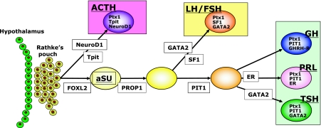 Fig. 1