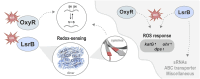 Graphical Abstract