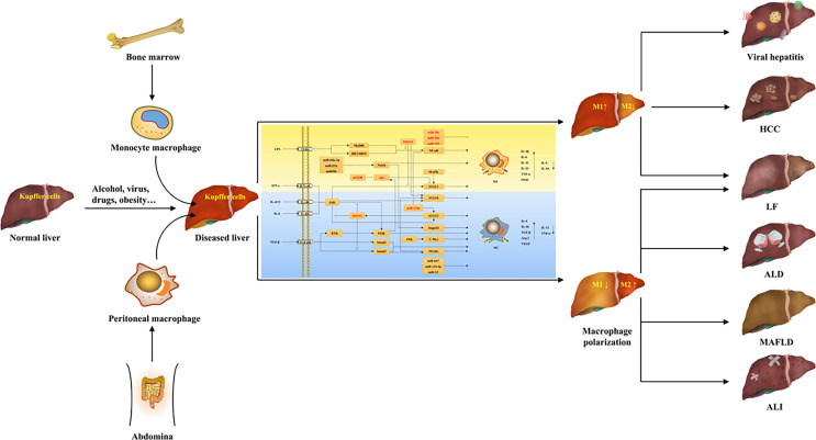 Graphical Abstract