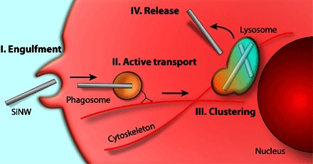 Fig. 6