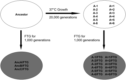 Figure 1.—