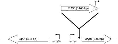 Figure 3.—