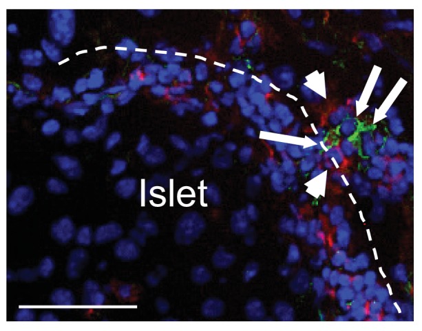 Figure 1—figure supplement 3.