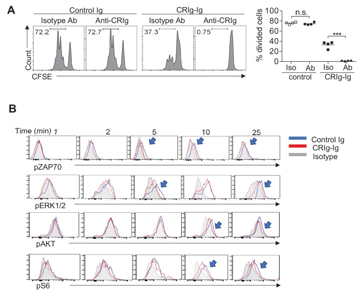 Figure 2—figure supplement 1.